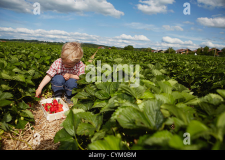 Junge pflücken Erdbeeren im Feld Stockfoto