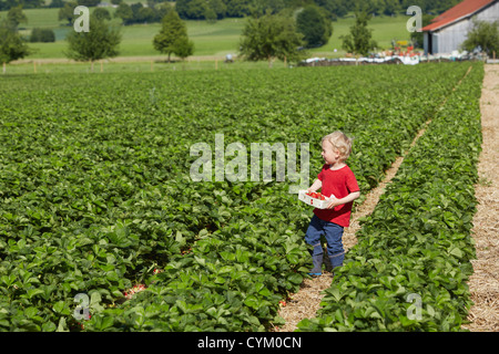 Junge pflücken Erdbeeren im Feld Stockfoto