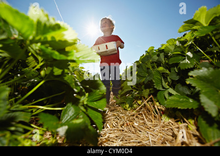 Junge pflücken Erdbeeren im Feld Stockfoto