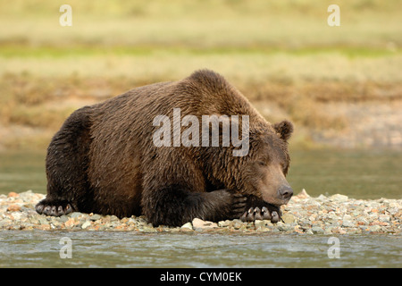 Grizzly Bär (Ursus Arctos) liegen und schlafen am Rand eines Flusses, Katmai Nationalpark, Alaska, USA. Stockfoto