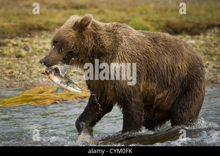 Grizzly Bär (Ursus Arctos) mit einem Gefangenen Lachs im Fluss, Katmai Nationalpark, Alaska, USA. Stockfoto