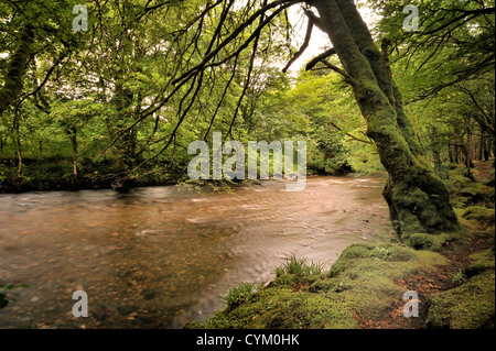 Fluss, der durch einen dichten altem Holz Stockfoto