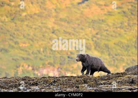 Grizzly Bär (Ursus Arctos Horribilis) zu Fuß am Strand bei Sonnenaufgang, Katmai Nationalpark, Alaska, USA. Stockfoto