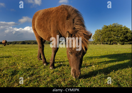 Miniatur braun New Forest pony Stockfoto