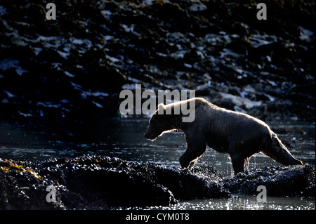 Grizzly Bär (Ursus Arctos Horribilis) auf Felsen mit Gegenlicht, Katmai Nationalpark, Alaska, USA. Stockfoto
