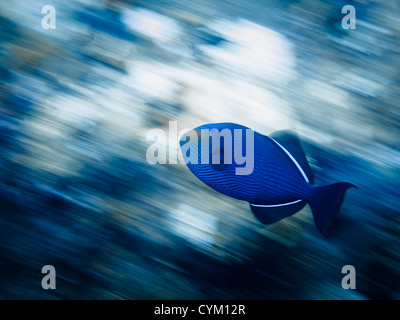 Bewegungsaufnahme von blauer Drückerfisch (Pseudobalistes Fuscus) am Korallenriff schwimmen. Stockfoto