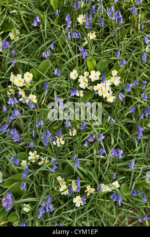 Frühling in England - Primeln und Bluebells blühen zusammen April Stockfoto