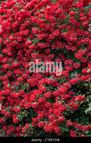 Rhododendron 'Elizabeth' in Blüte, in Trewidden Garden in der Nähe von Penzance, Cornwall, Großbritannien, im Frühling Stockfoto