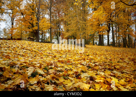 Herbstliche Stillleben mit gelben Ahorn Blätter im Vordergrund Stockfoto