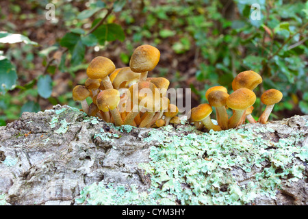 Hallimasch Armillaria Mellea. Klumpen auf Baumstamm Stockfoto