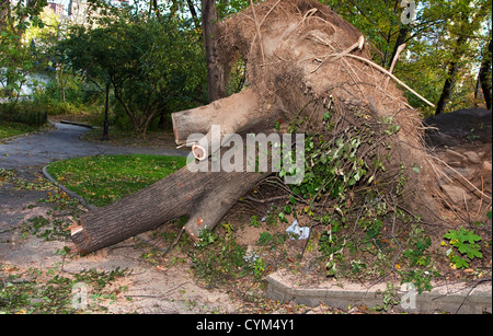 Einen entwurzelten Baum im Central Park, New York Stockfoto