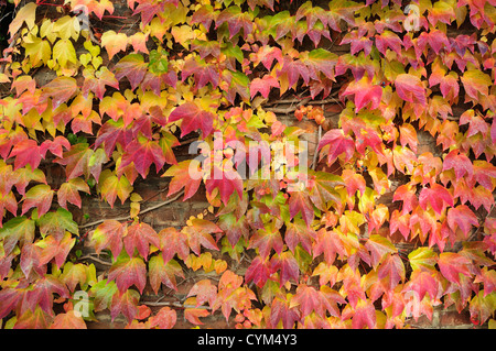 Prag, Tschechische Republik. Herbstlaub - Boston-Efeu / japanische Creeper (Parthenocissus Tricuspidata) Stockfoto
