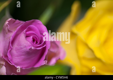 Rosa und gelbe Rosen Makro Stockfoto