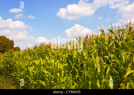 Mais Pflanzen in Blüte unter einem blauen Sommerhimmel mit weißen flauschigen Wolken Stockfoto