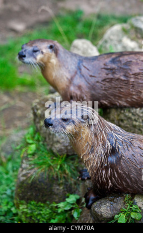 Nordamerikanischer Fischotter (Lontra Canadensis) Stockfoto