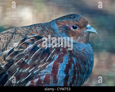 Grau-Rebhuhn (Perdix Perdix) Stockfoto