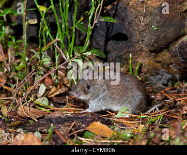 Die Rötelmaus im Kiefer Wald ist die kleinste Wühlmaus in Großbritannien gefunden.   SCO 8779 Stockfoto