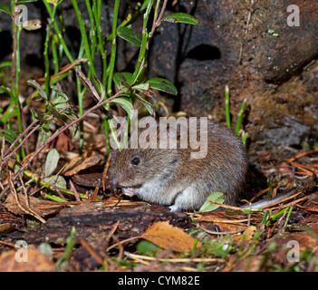 Die Rötelmaus im Kiefer Wald ist die kleinste Wühlmaus in Großbritannien gefunden.  SCO 8780 Stockfoto