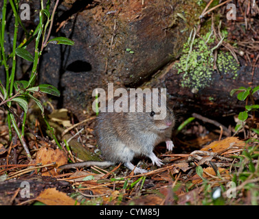 Die Rötelmaus im Kiefer Wald ist die kleinste Wühlmaus in Großbritannien gefunden.  SCO 8781 Stockfoto