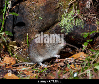 Die Rötelmaus im Kiefer Wald ist die kleinste Wühlmaus in Großbritannien gefunden. SCO 8782 Stockfoto