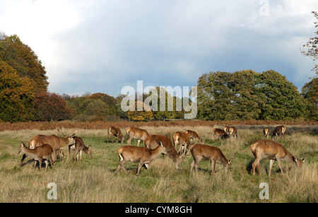 Rehe grasen im Richmond Park Surrey Stockfoto