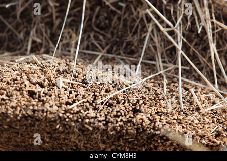 Thatching Materialien auf neue Strohdach Salisbury England UK Stockfoto