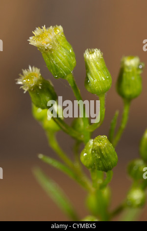 Kanadisches Berufkraut Conyza canadensis Stockfoto