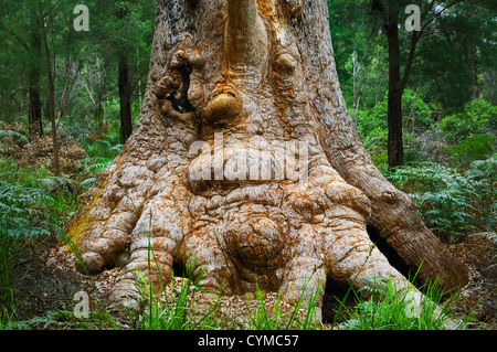 Gesicht eines alten roten Tingle-Baumes im Tal der Giganten. Stockfoto