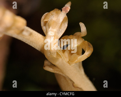 Vogelnest-Orchidee, Neottia Nidus-Avis, junge Blume Stockfoto