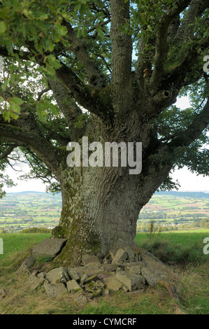 Gekappte Traubeneiche, Quercus Petraea, Stamm und Äste Stockfoto