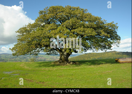 Gekappte Traubeneiche, Quercus petraea Stockfoto