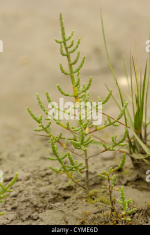 Gemeinsamen Queller Salicornia Europaea oder Queller Stockfoto