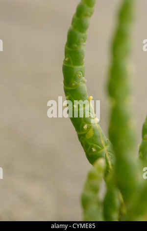 Lange Spikes Queller, Salicornia Dolichostachya oder Salicornia Procumbens Agg. Stockfoto