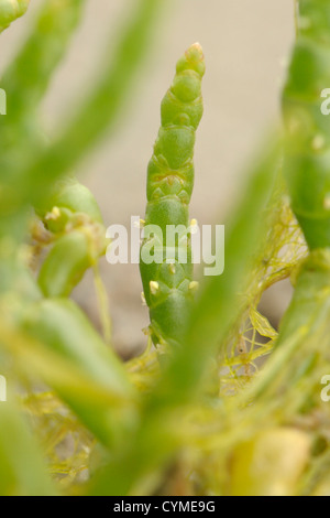 Lange Spikes Queller, Salicornia Dolichostachya oder Salicornia Procumbens Agg. Stockfoto