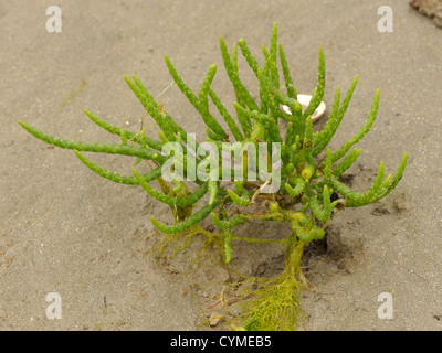 Lange Spikes Queller, Salicornia Dolichostachya oder Salicornia Procumbens Agg. Stockfoto