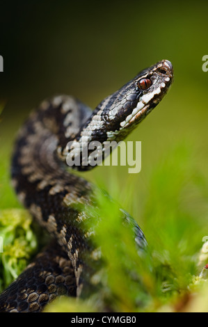 Bedrohliche pose Stockfoto