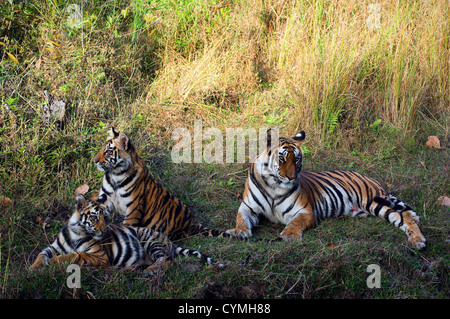 Tigerin mit jungen Stockfoto