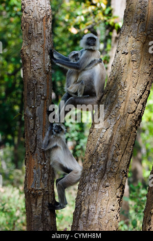 Familienfoto. Das Familienfoto Hanuman-Languren unter einem Baum. Indien. Graue Languren oder Hanuman Languren (Semnopithecus Entellus) Stockfoto