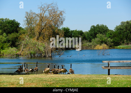 Lodi, landeinwärts von San Francisco, einer kleinen Stadt in einem Weinbaugebiet. Kanadagans im Lodi Seen Park. Stockfoto