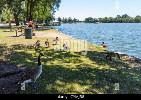 Lodi, landeinwärts von San Francisco, einer kleinen Stadt in einem Weinbaugebiet. Füttern wilde Wasservögel, Lodi Seen. Stockfoto