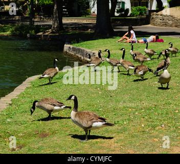 Lodi, landeinwärts von San Francisco, einer kleinen Stadt in einem Weinbaugebiet. Kanadagans im Lodi Seen Park. Stockfoto