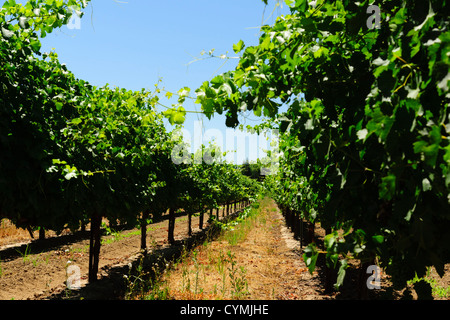 Lodi, landeinwärts von San Francisco, einer kleinen Stadt in einem Weinbaugebiet. Reben. Stockfoto