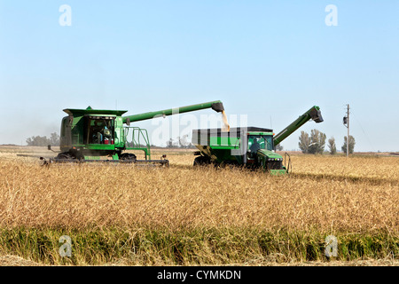 John Deere kombinieren Ernte "kurzer" Kornreis einzahlen auf Bankout Wagen. Stockfoto