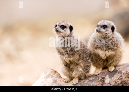 zwei Erdmännchen auf einem Ast Stockfoto