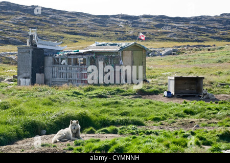 Husky vor Zwinger in der Nähe von Ilulissat, Diskobucht, SW-Grönland mit Schlitten auf Dach. Grönland-Flagge Stockfoto