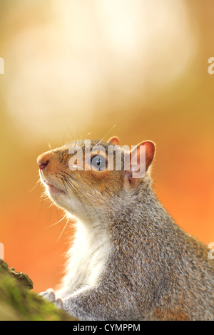 Östliche graue Eichhörnchen (Sciurus Carolinensis) im Regents Park, Marylebone, London, UK Stockfoto