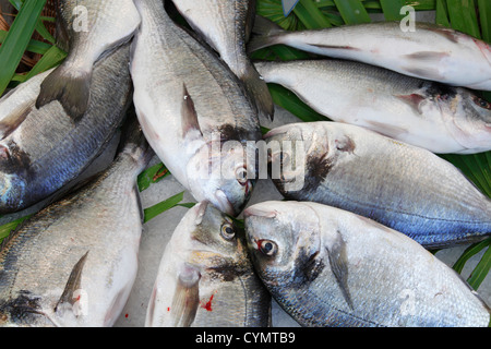 Goldbrasse aus; Sparus auratus Stockfoto