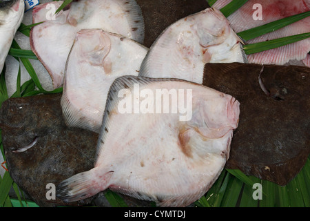 Steinbutt auf Fischmarkt; Scophthalmus maximus Stockfoto