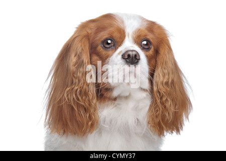 Cavalier King Charles Spaniel Blenheim vor weißer Stockfoto