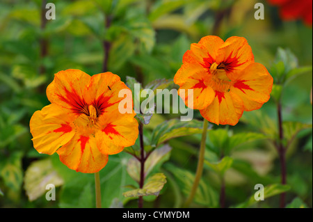 Flamme-Orange Kapuzinerkresse Nahaufnahme Stockfoto